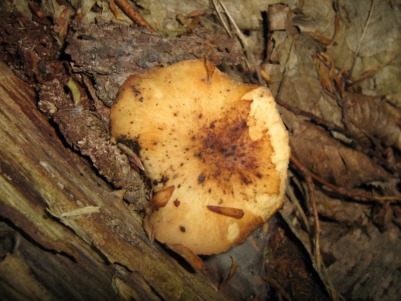Funghi da Le Piastre